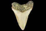 Fossil Megalodon Tooth - North Carolina #109539-2